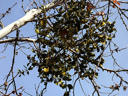Colorado Desert mistletoe: Phoradendron macrophyllum growing on its host , Platanus racemosa . Mission Trails Regional Park , San Diego , California , USA .