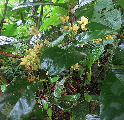 Piper mistletoe: A mistletoe found through much of the Neotropics. Amacayacu Park., Colombian Amazon. Loranthanceae
