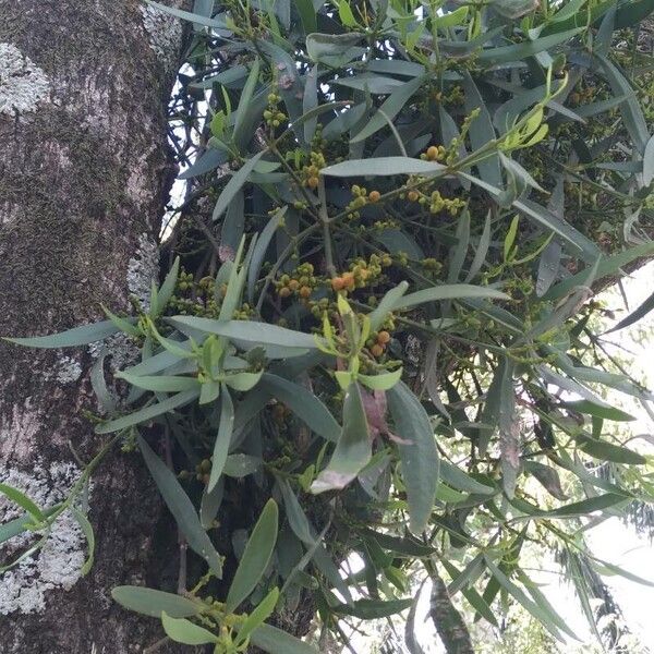 Quacimmila de canario (Phoradendron quadrangulare)