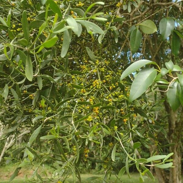 Quacimmila de canario (Phoradendron quadrangulare)