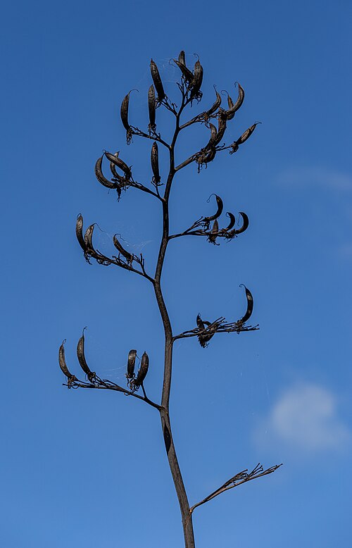New Zealand flax: Flowers of Phormium tenax, New Zealand