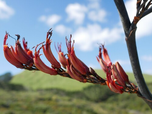 New Zealand flax (Phormium tenax)
