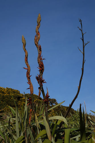 New Zealand flax