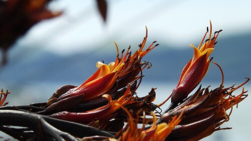 New Zealand flax: Phormium tenax