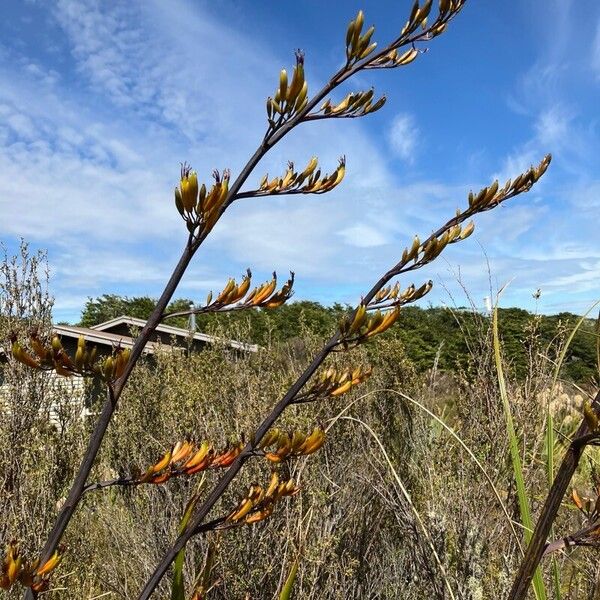 New Zealand flax (Phormium tenax)