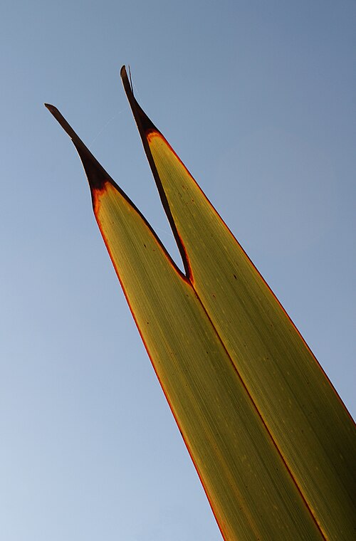 New Zealand flax: Tip of leaf of New Zealand flax (Phormium tenax), backlit by evening sun. Photo taken above Maori Bay, near Auckland, New Zealand.