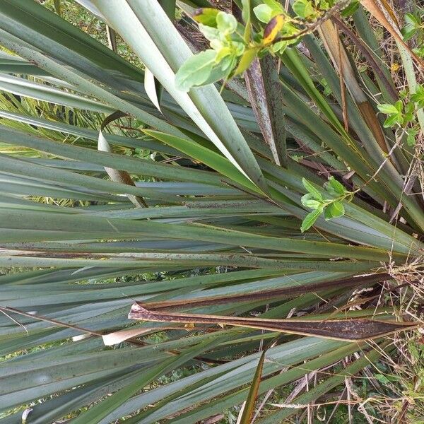 New Zealand flax (Phormium tenax)
