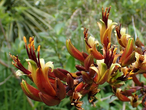 New Zealand flax (Phormium tenax)