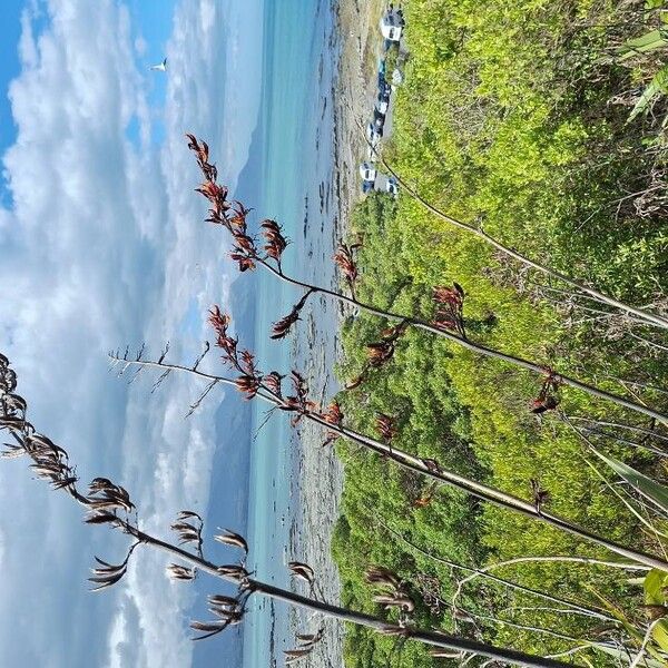 New Zealand flax (Phormium tenax)
