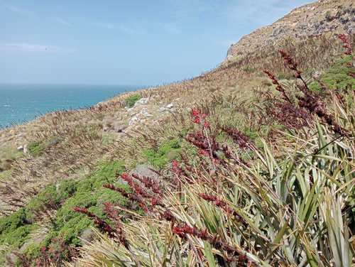 New Zealand flax (Phormium tenax)