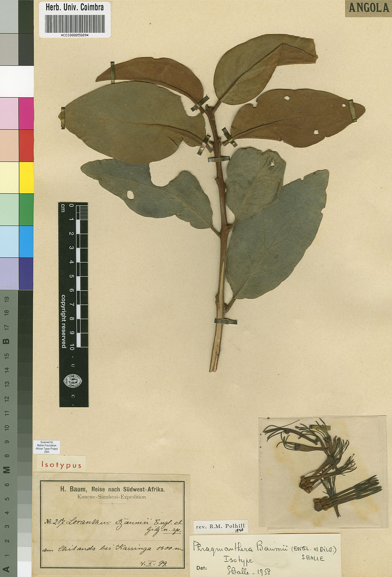 Phragmanthera baumii: Photograph of Isotype of Phragmanthera baumii at Herbarium of the University of Coimbra, Portugal (COI). Specimen COI00005809. http://coicatalogue.uc.pt/specime