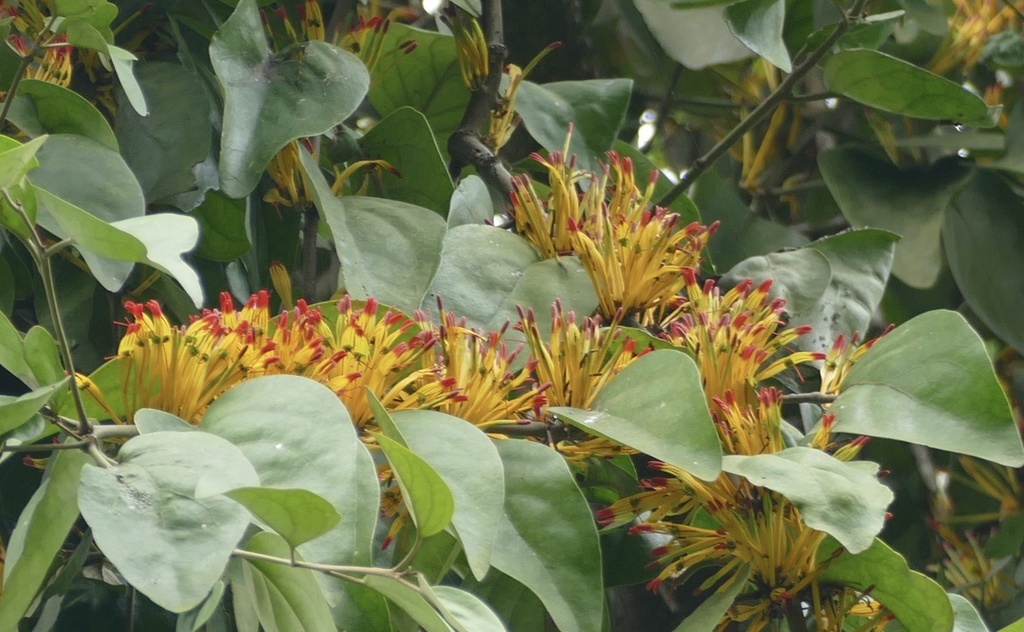 Phragmanthera capitata (Phragmanthera capitata)