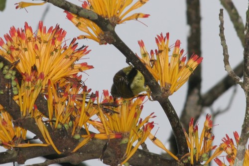Phragmanthera capitata (Phragmanthera capitata)