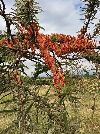 Phragmanthera dschallensis: Phragmanthera dschallensis on Vachellia drepanolobium photographed at Ragati near Nanyuki, Kenya.