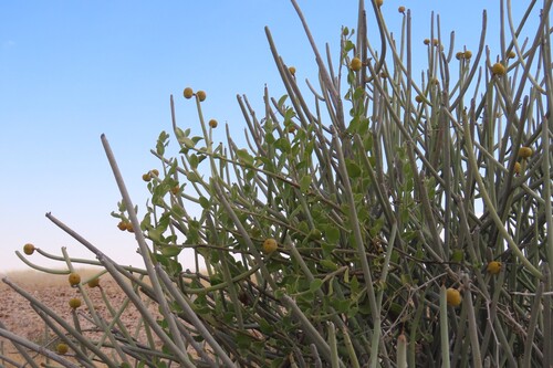 Phragmanthera glaucocarpa (Phragmanthera glaucocarpa)