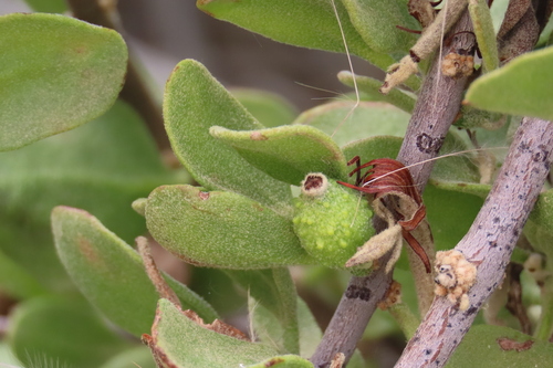 Phragmanthera glaucocarpa (Phragmanthera glaucocarpa)