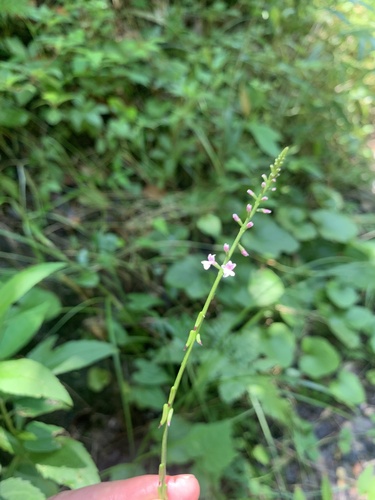 Phryma oblongifolia (Phryma oblongifolia)