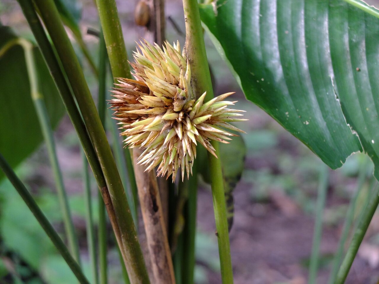 Phrynium pubinerve: L'inflorescence apparaît sur la tige de la feuille
