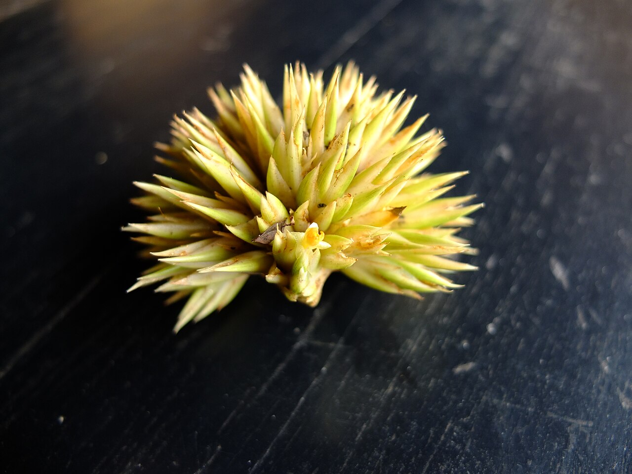 Phrynium pubinerve: Une fleur minuscule émerge d'une bractée