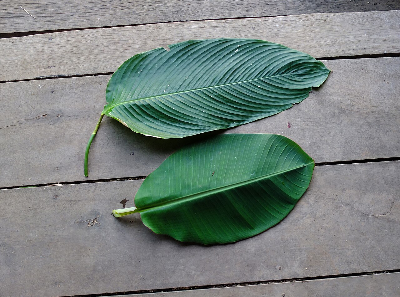Phrynium pubinerve: les grandes feuilles de Phrynium pubinerve ont de 40-70 cm à 25 cm.