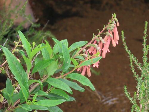 River bells (Phygelius aequalis)