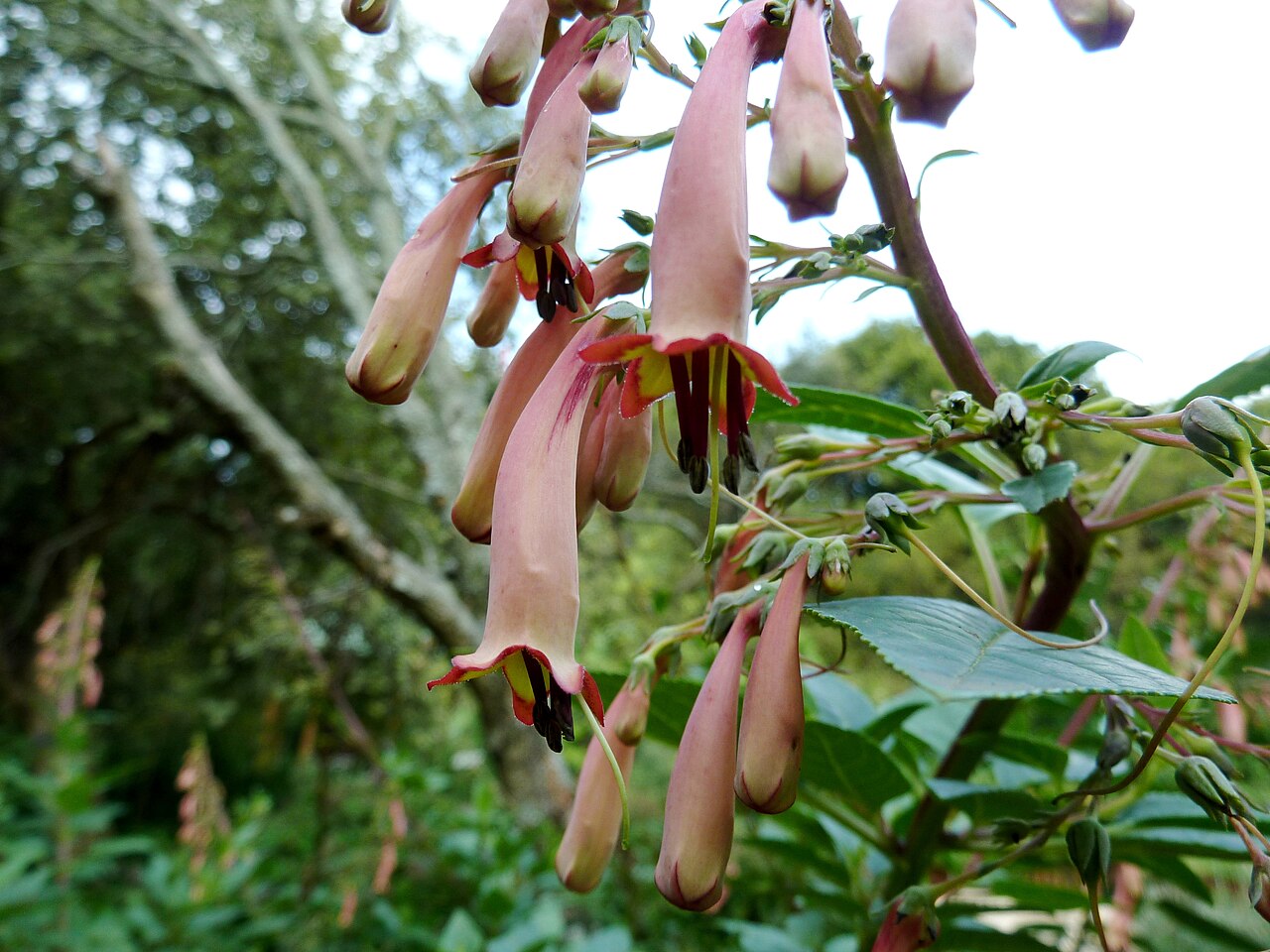 River bells: Rivierklokkie in die Walter Sisulu Nasionale Botaniese Tuin, Roodepoort