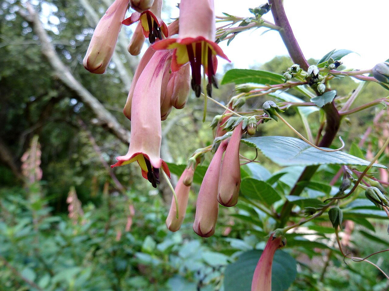 River bells: Rivierklokkie in die Walter Sisulu Nasionale Botaniese Tuin, Roodepoort