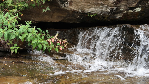 River bells (Phygelius aequalis)