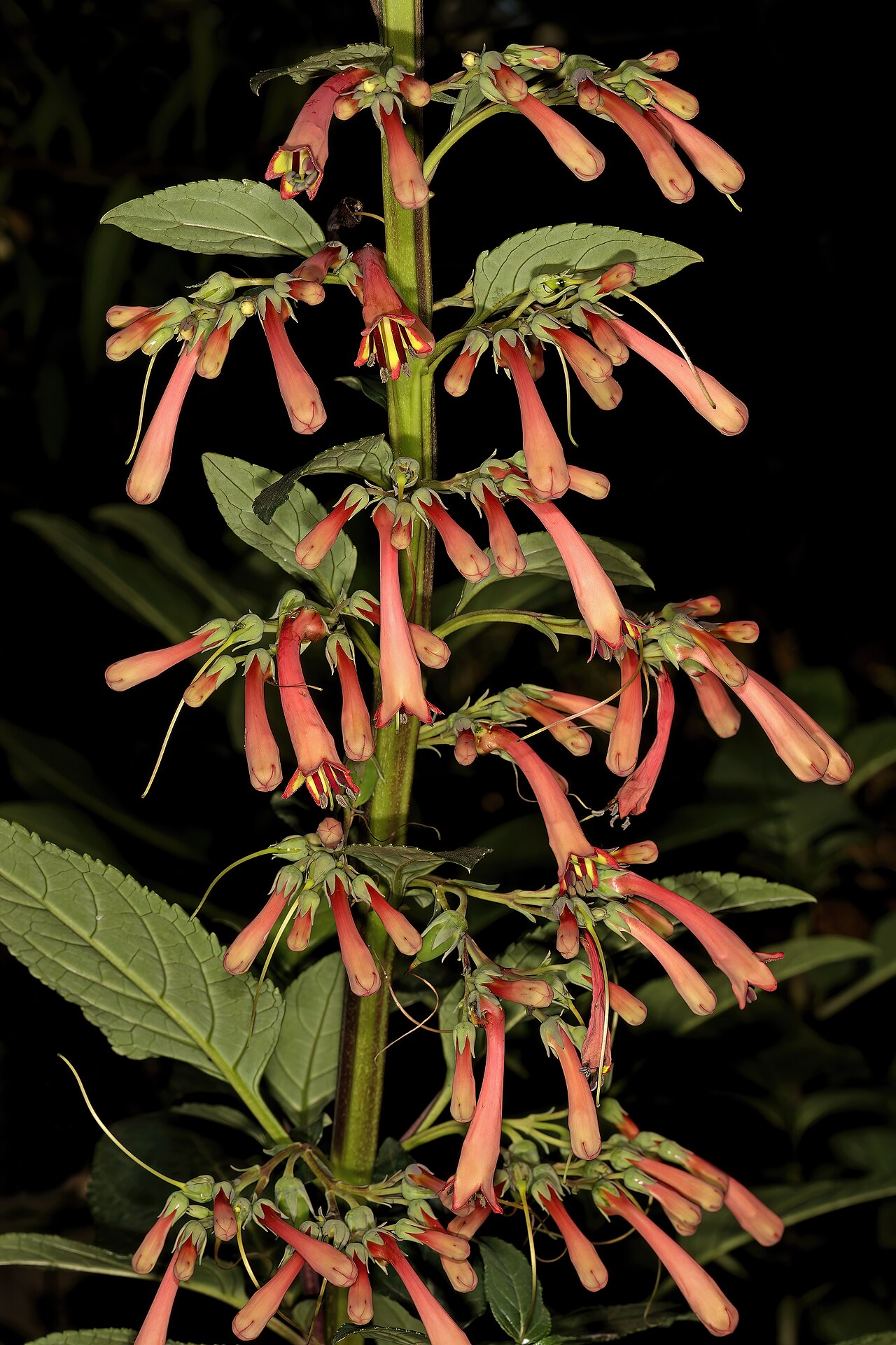 River bells: Phygelius aequalis , flowers; Manie van der Schijff Botanical Garden, University of Pretoria, Pretoria, Gauteng, South Africa