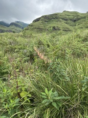 River bells (Phygelius aequalis)