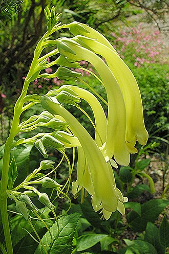 River bells: A southeastern Africa species known to gardeners as Yellow Cape Fuchsia although not related to fuchsias. University of B.C. Gardens, Vancouver. Scrophulariacea