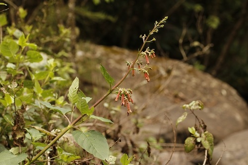 River bells (Phygelius aequalis)