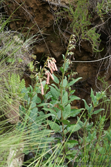 River bells (Phygelius aequalis)