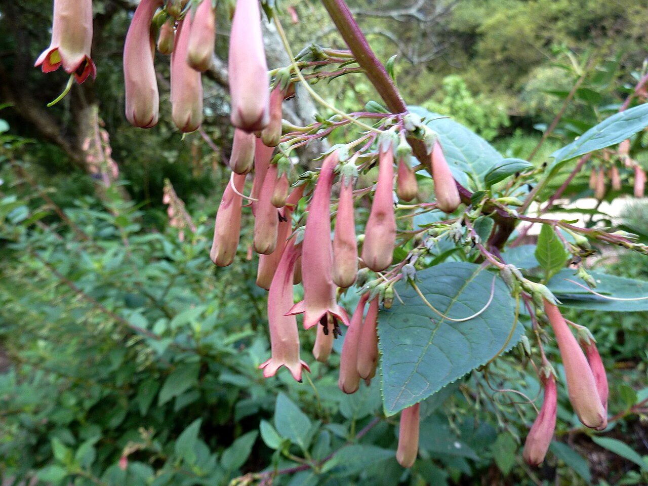 River bells: Rivierklokkie in die Walter Sisulu Nasionale Botaniese Tuin, Roodepoort
