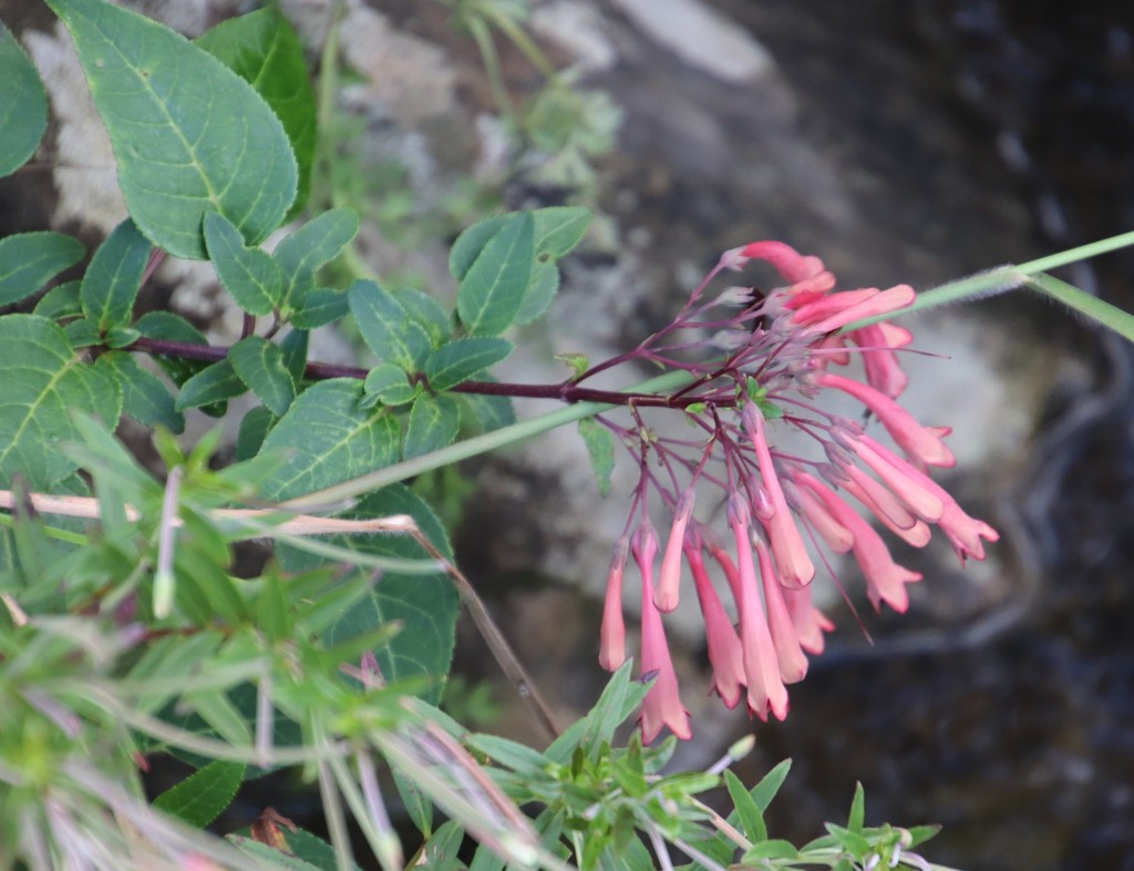 River bells (Phygelius aequalis)