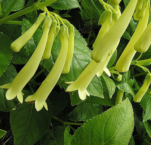 River bells: A species native to southeastern Africa. University of B.C. Gardens, Vancouver.