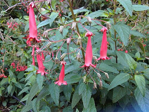 Cape-fuchsia: Phygelius capensis in Kew Gardens, England.