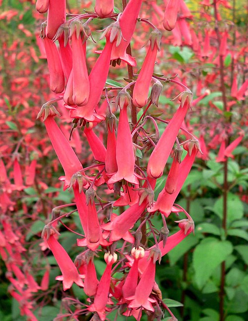 Cape-fuchsia: Phygelius capensis (Cape fuchsia) at the UBC Botanical Garden