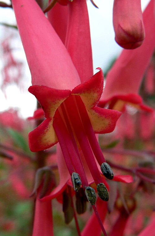 Cape-fuchsia: Photo of Phygelius capensis (Cape fuchsia) at the UBC Botanical Garden