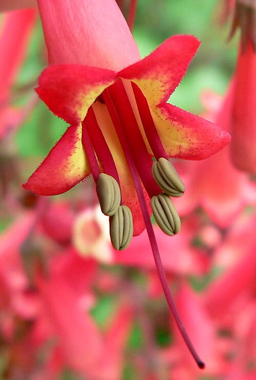 Cape-fuchsia: Photo of Phygelius capensis (Cape fuchsia) at the UBC Botanical Garden