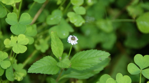 Lanceleaf fogfruit