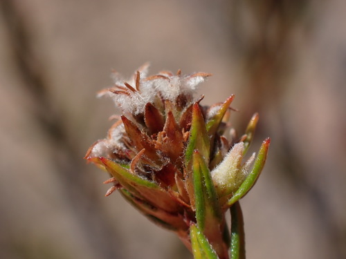 Phylica agathosmoides (Phylica agathosmoides)
