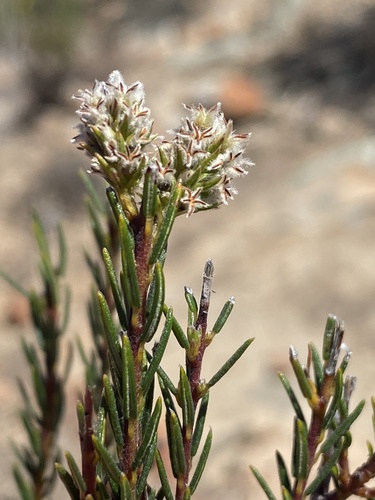 Phylica agathosmoides (Phylica agathosmoides)