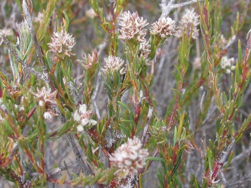 Phylica agathosmoides (Phylica agathosmoides)