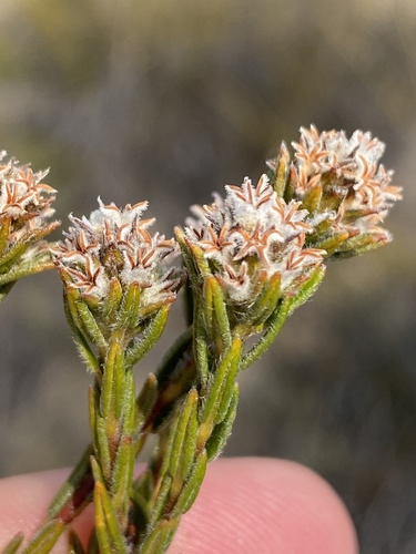 Phylica agathosmoides (Phylica agathosmoides)