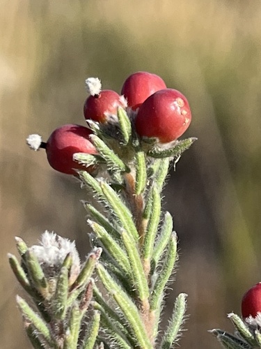 Phylica alba (Phylica alba)