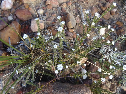 Phylica alba (Phylica alba)