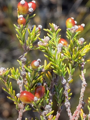 Phylica alba (Phylica alba)