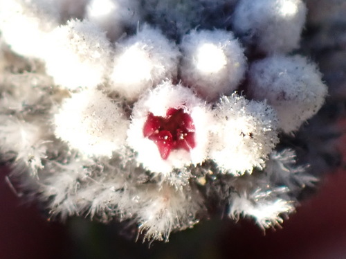 Phylica alba (Phylica alba)