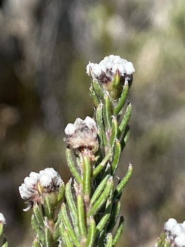 Phylica alba (Phylica alba)